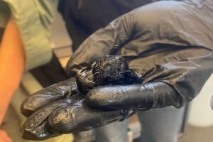 Diabo-Negro O Gigante das Profundezas que Surpreende a Ciência