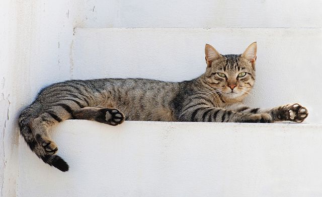 O Que Seu Gato Está Dizendo