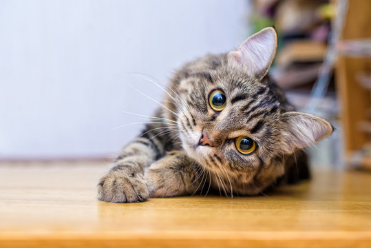 O Que Seu Gato Está Dizendo